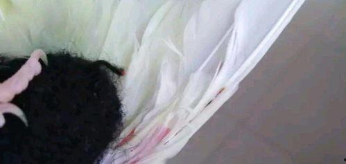 虎皮鹦鹉剪羽视频教程