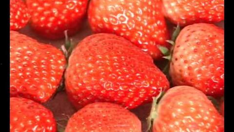 草莓种植技术视频,从播种到收获的全程指导