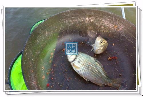 台钓溜鱼视频,跟随视频学钓鱼