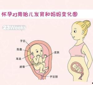 怀孕23周视频,宝宝成长里程碑与妈妈健康指南