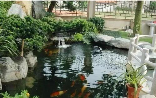 鱼池制作视频,捕捉水世界之美