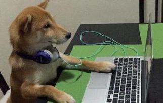 狗狗学习视频,轻松掌握训练技巧